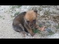 A lost little puppy needs help