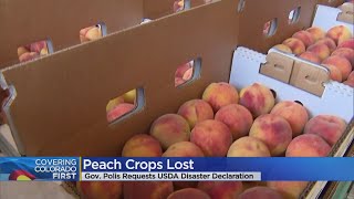 95% Of Colorado Peach Crop Estimated To Be Lost In April Freeze