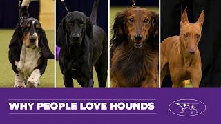 Best of the Hound Group 🏆 | Westminster Dog Show 2026 Highlights