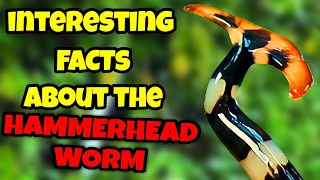 Facts About The Mysterious Hammerhead Worm Unveiling The Secret Of Unique Appearance And Behavior