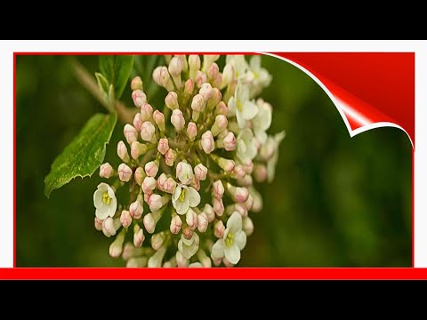 Video: Viburnum Canadiense