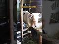 গরু #foryou #cow #villagerlifestyle #animals #natural #garu #guru #humba #quban #viralvideo #viral