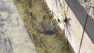 Full 🐢😄There was a softshell turtle❗️(Turtle)(Part 1) #nature #asmr #shorts #art #tiktok #video News