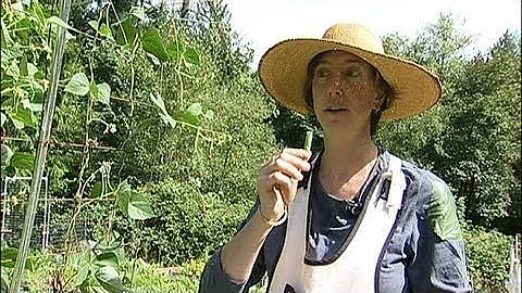 Harvesting Green Beans