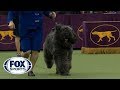 Group judging for the Herding Group at the 2019 Westminster Kennel Club Dog Show | FOX SPORTS