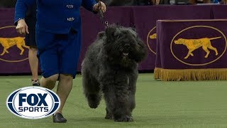 Group judging for the Herding Group at the 2019 Westminster Kennel Club Dog Show | FOX SPORTS