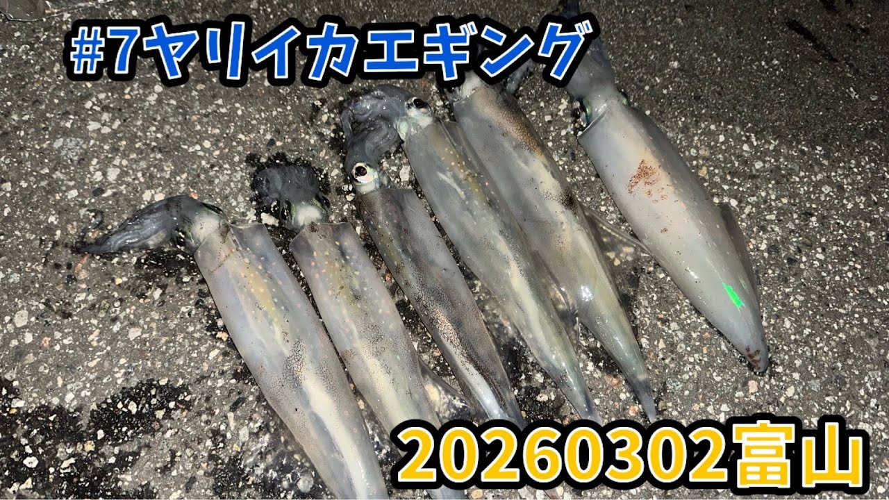 #7ヤリイカエギング20260302富山