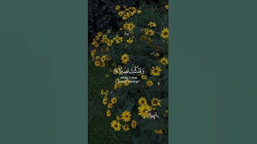 #سورة_طه#وديع_اليمني #quran #لايك #اكسبلور #حالات_واتس #المصحف #راحة_نفسية