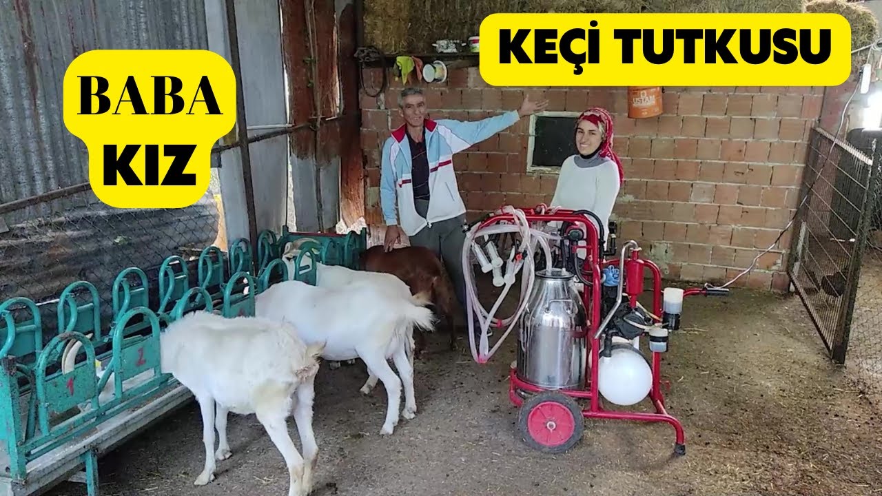 BABA KIZIN KEÇİ TUTKUSU (Saanen Süt Keçisi Besliyorlar)