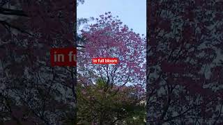 ang stress reliever ko #beautifulflowers #shortvideo #springseason