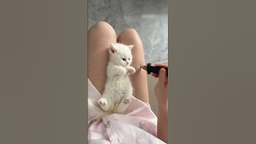 Cutest Kitten Moments