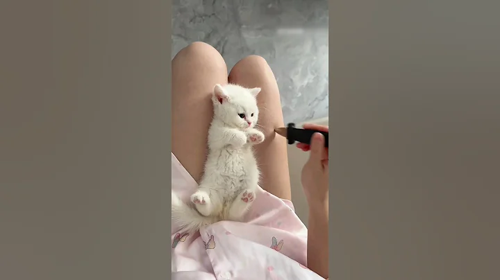 Cutest Kitten Moments