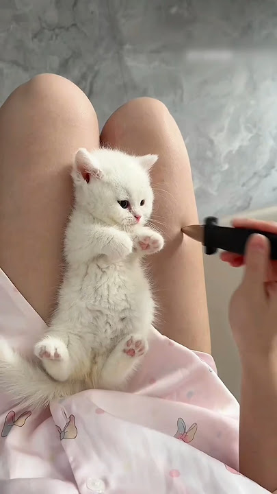 Cutest Kitten Moments