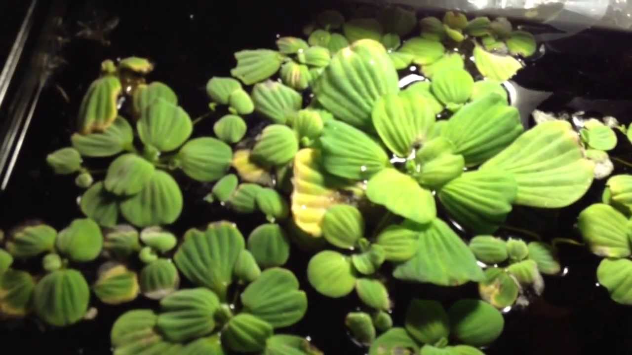 The Dreaded Aquarium Plant Melt YouTube