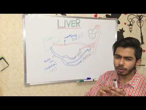 liver---structure,-anatomy,-histology-&-functions