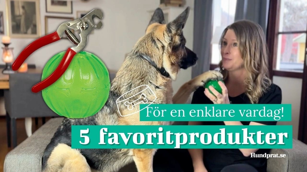 5 hundprodukter för en enklare vardag