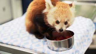 Zoo veterinarians, staff keep animals healthy during the pandemic screenshot 1