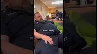 Parrot &amp; Cops - Parrot Thinks the Officer Is Pregnant #parrot #police #shorts #cops