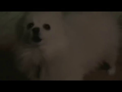 dogsource.dmx
