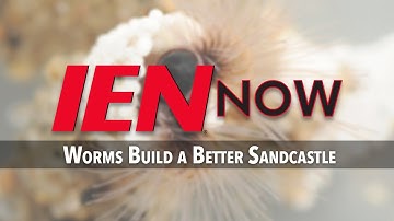 Worms Build a Better Sandcastle, Inspire More Streamlined Sticky Substances