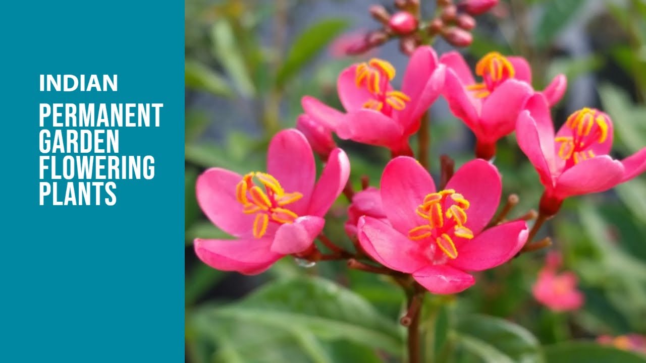 Indian Garden Flowers Compilation in Hd