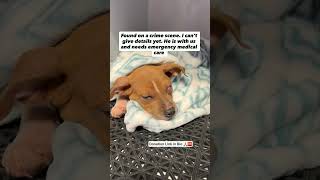 No Puppy Should Ever Endure What Zippy Survived 💔🐾