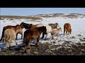 Жабы жылқы қыстан шықты  /  Aboriginal horses after winter