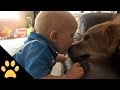 Cute dogs and adorable babies funny compilation