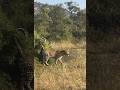 (500 sub special) Leopard on the road #safari #wildcats #leopard #nature #wildlife #wildcat 