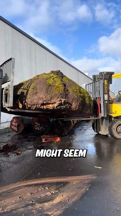 The uglier the tree, the more valuable it is