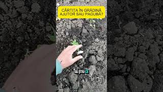 Cârtița în grădină, ajutor sau pagubă?