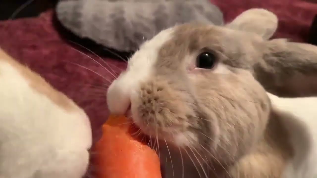 The Carrot Doesn t Stand A Chance YouTube The Carrot Doesn t Stand A Chance YouTube