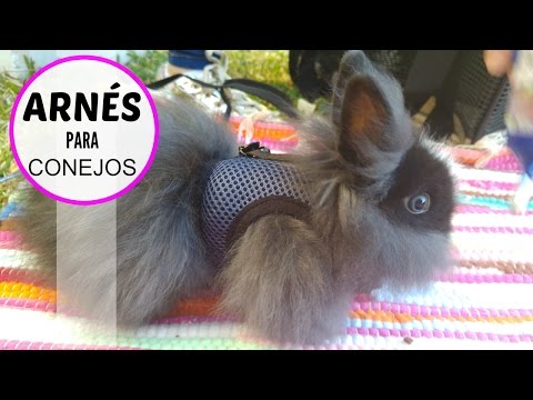 Video: Cómo Ponerle Un Arnés A Un Conejo