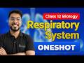Class 12 Biology - Respiratory System | One Shot Revision for Board Exams