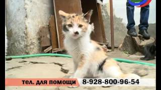 В Махачкале может появиться первый в Дагестане приют для бездомных животных В Махачкале может появиться первый в Дагестане приют для бездомных животных