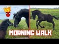 Big, smaller, smallest. We take a morning walk | Friesian Horses