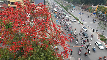 Mùa hoa gạo Hà Nội