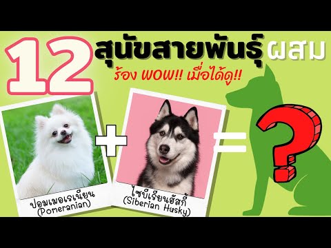 วีดีโอ: ลูกสุนัขผสมหรือพันธุ์แท้: ไหนดีกว่ากัน?