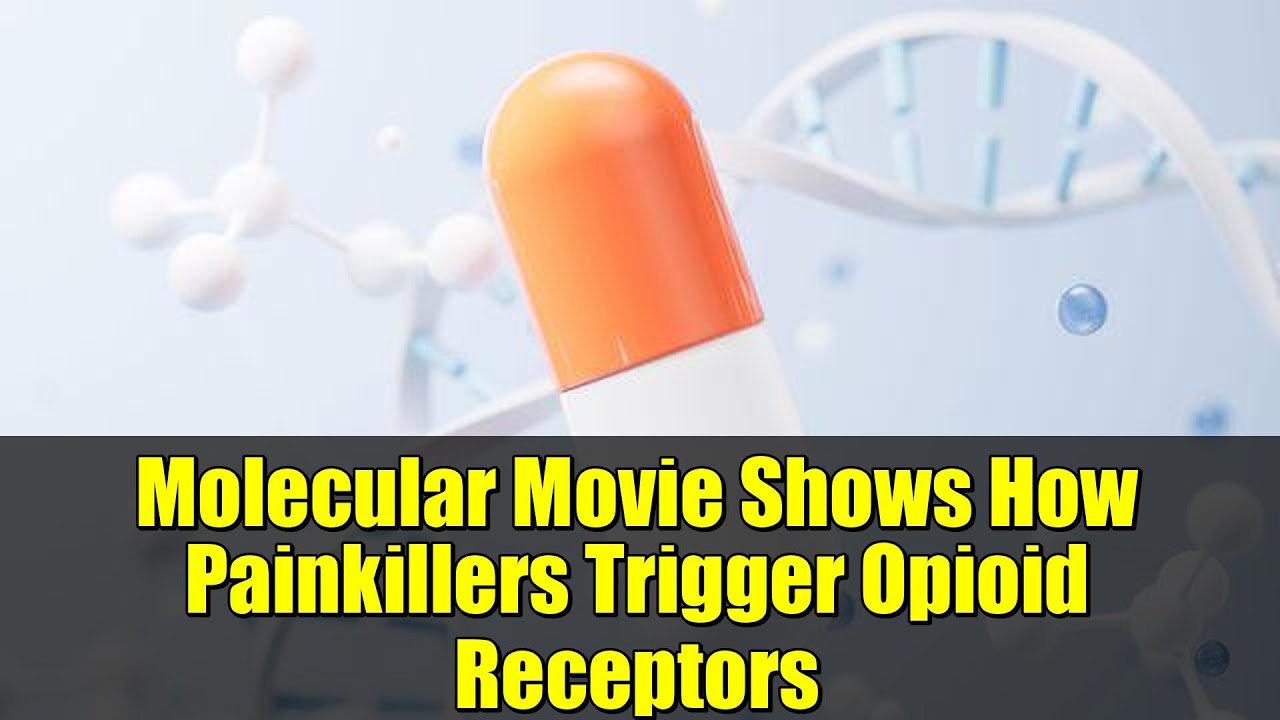 Molecular Movie Shows How Painkillers Trigger Opioid Receptors