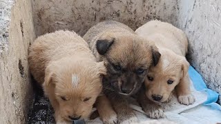 3 Dogs Were Abandoned On The Road, What Did They Do Wrong?