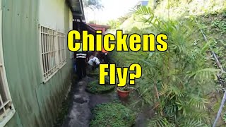 ⁴ᴷ⁶⁰ Chicken Flies Up a Wall and Insane Waterfall! Walking Shifen, Taiwan | 十分大瀑布 (January 3, 2020)