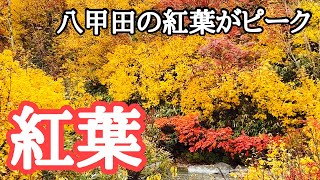 Autumn in Aomori] The autumn leaves of Hakkoda, Aomori's treasure