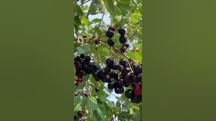 Thai king Black jamun KG 10 Black jamun plant Available #bestmango #mangofarm #indianmango #fruit
