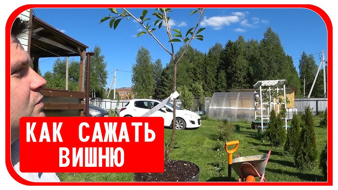 В какое время сажают вишню. В какое время сажают вишню