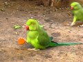 Parrots love carrots