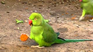 Parrots love Carrots