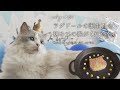 ラグドールと暮らした5年間｜初めての猫｜#38