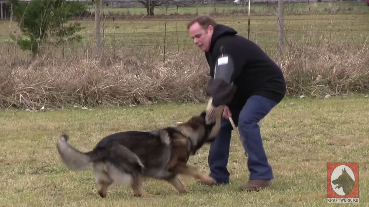 wayne curry german shepherd