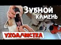 ЗУБНОЙ КАМЕНЬ У СОБАК/Уход/Как мы почистили Джеку зубки ультразвуком БЕЗ наркоза/Dog tartar cleaning