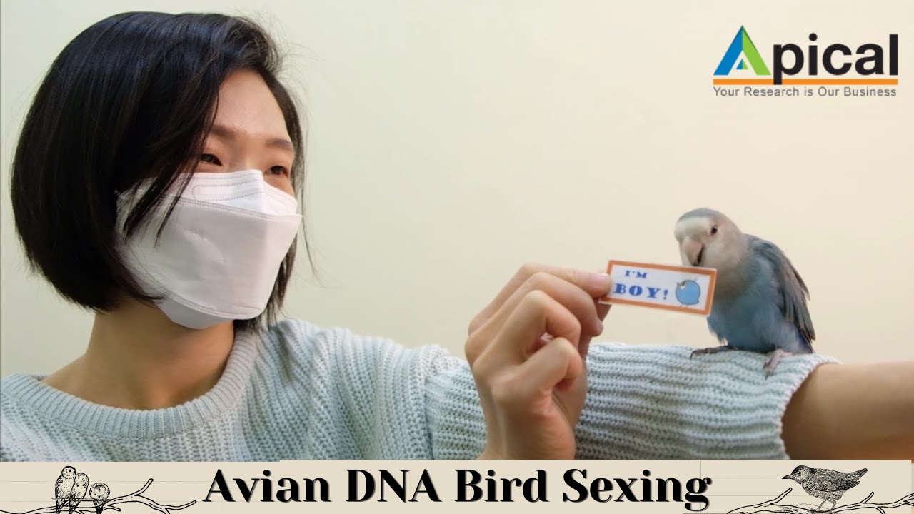 1st BASE AVIAN DNA SEXING